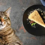 cats love cake